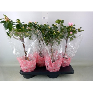 Rhododendron sim.   ...