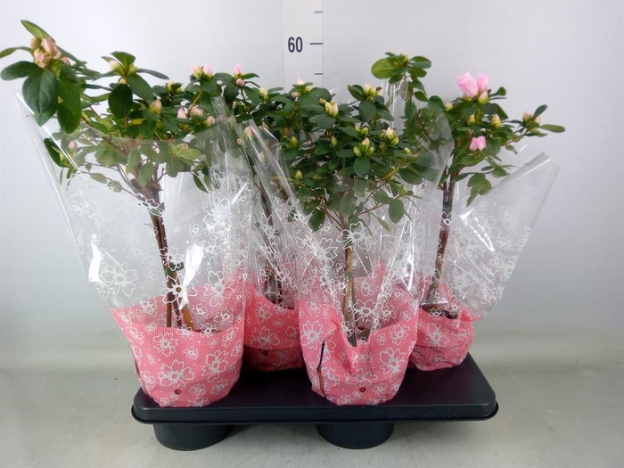 <h4>Rhododendron sim.   ...</h4>