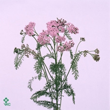 Achillea Millefol Masterclass Light Pink