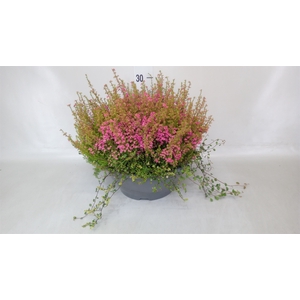 Erica gracilis 'Bea Queen Margaret'