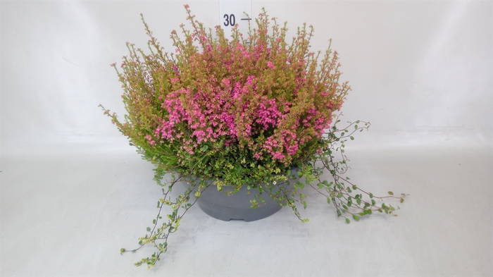 <h4>Erica gracilis 'Bea Queen Margaret'</h4>