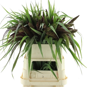 Setaria It Red Jewel