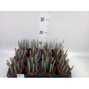 Senecio   ...