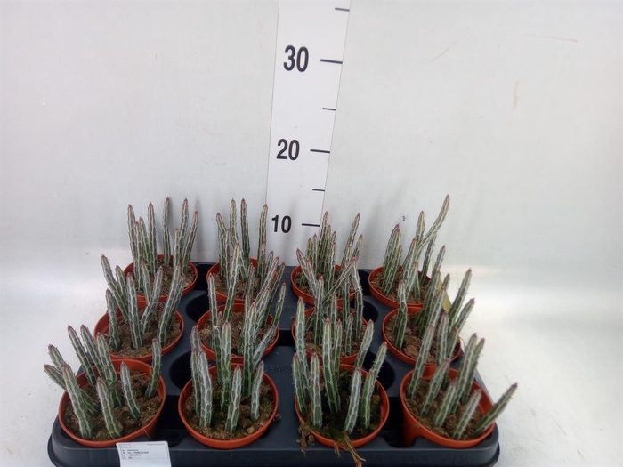 <h4>Senecio   ...</h4>