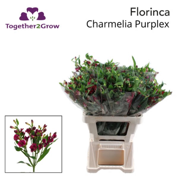 <h4>Alstr Florinca Purplex</h4>