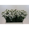 Limonium sinuatum Silvery Sun Birds