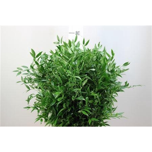 RUSCUS EMMER ITALIE
