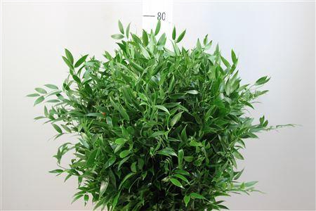 <h4>RUSCUS EMMER ITALIE</h4>