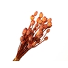 Papaver Orange