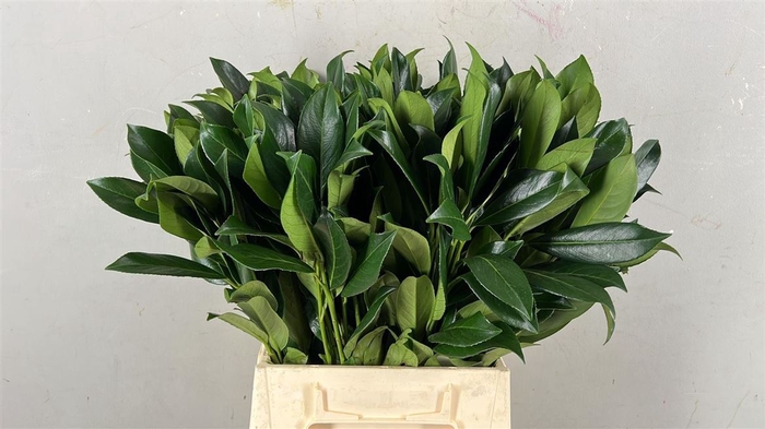 <h4>Laurierkers</h4>