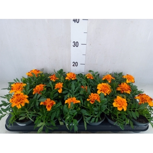 Tagetes