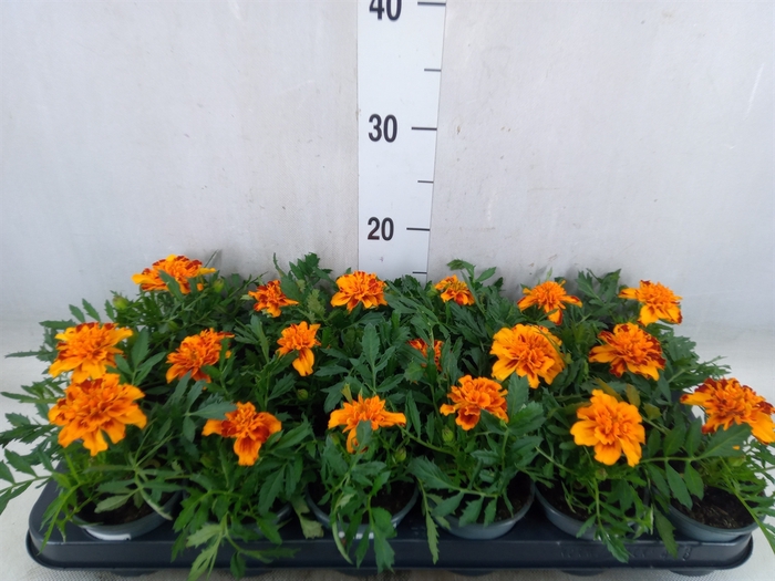 <h4>Tagetes</h4>