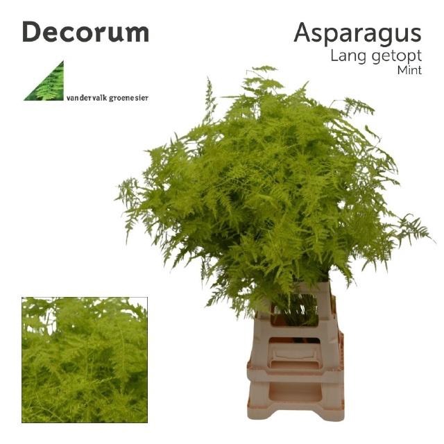 <h4>ASP OV KLB H%</h4>