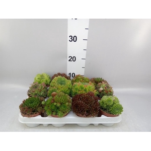 Sempervivum   ...