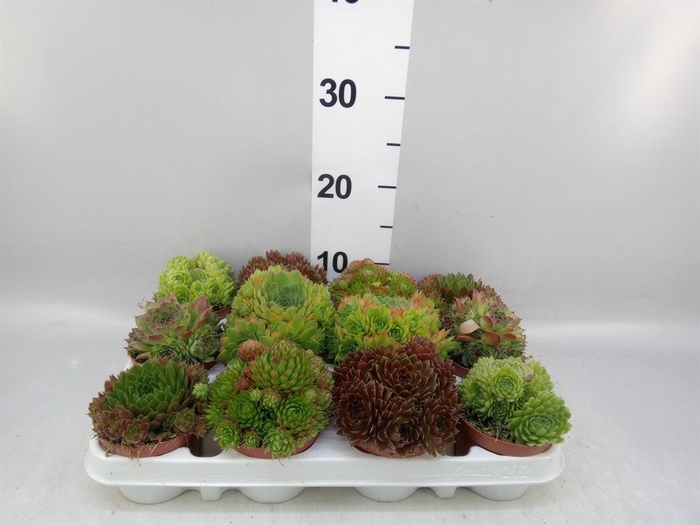 <h4>Sempervivum   ...</h4>