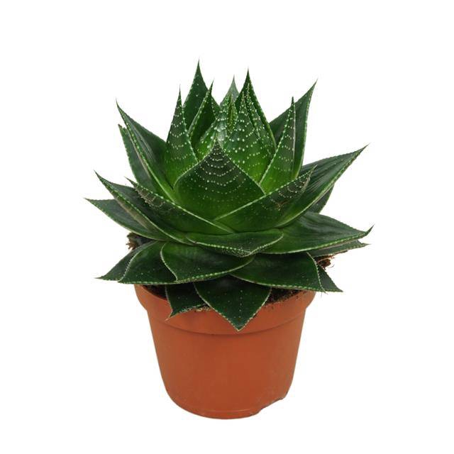 <h4>Aloe Cosmo</h4>