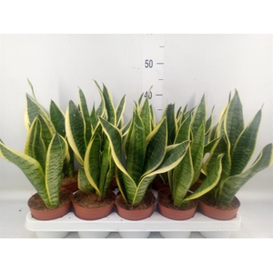 Sansevieria trifa. 'Futura Superba'