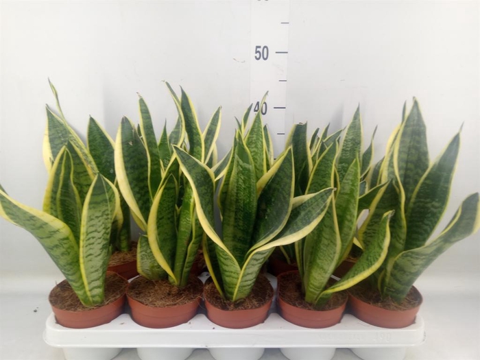<h4>Sansevieria trifa. 'Futura Superba'</h4>