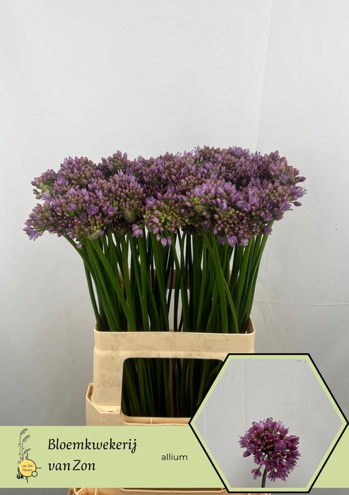 ALLIUM SENESCENS