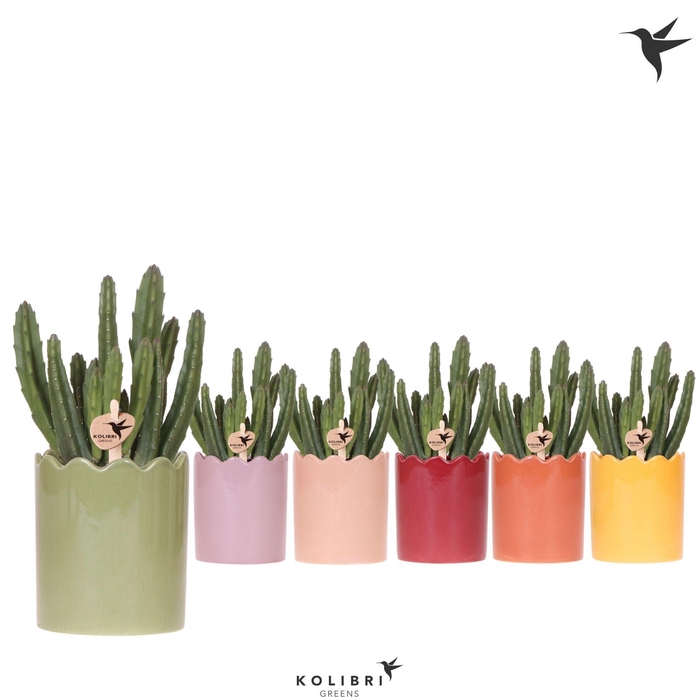 <h4>Kolibri Greens Stapelia Leendertziae in Curve pot mix</h4>