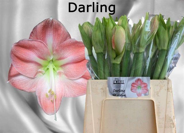 <h4>HIPP GA DARLING</h4>