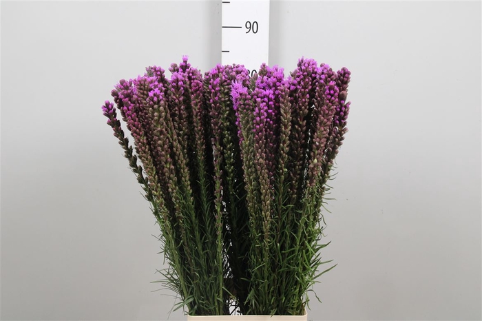 Liatris Spicata