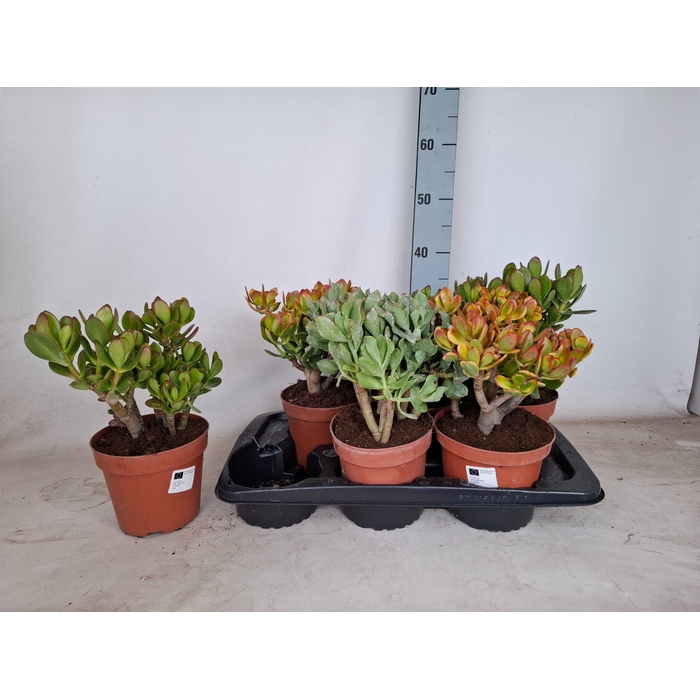 <h4>Crassula Mixed 17Ø 30cm</h4>