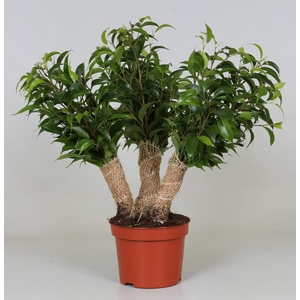 Ficus Be Natasja Crazy Tree