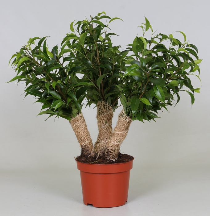 <h4>Ficus Be Natasja Crazy Tree</h4>