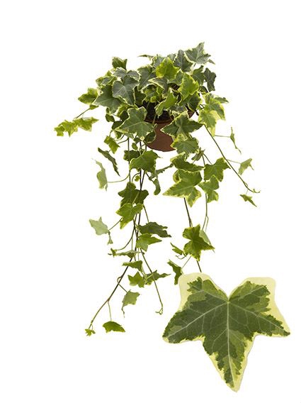<h4>Hedera helix   ...mix varie yello</h4>