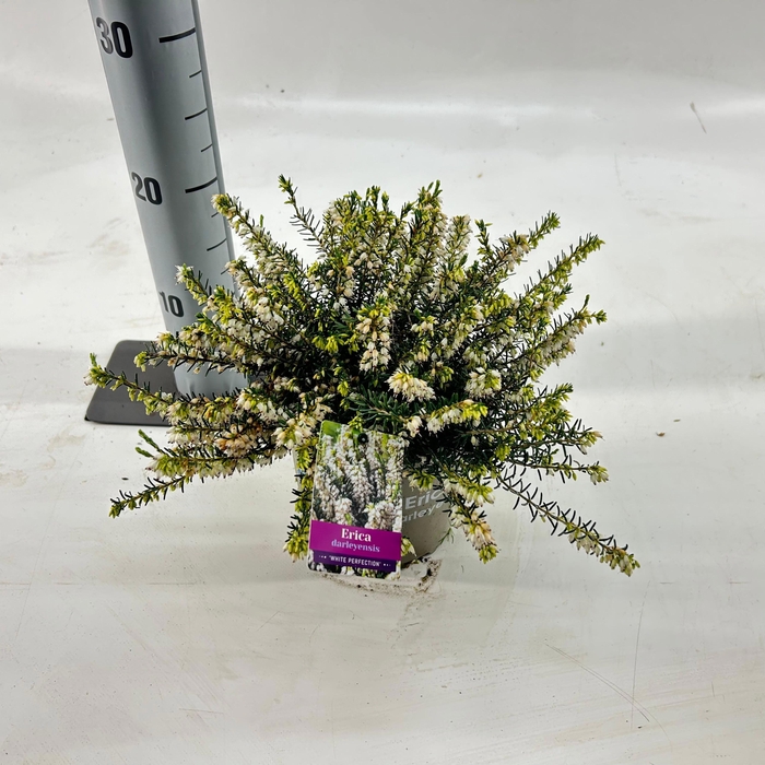 <h4>Erica darl. 'White Perfection'</h4>