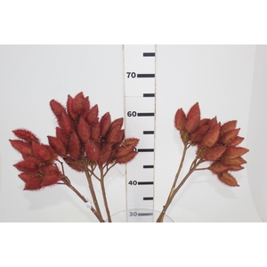 FOLHAGEM URUCUM