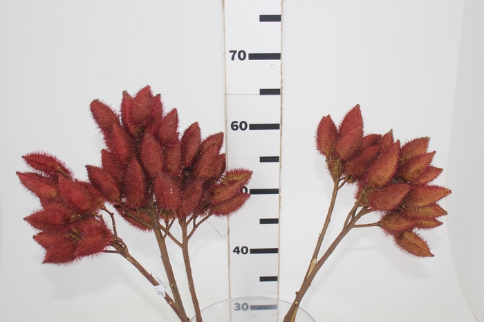 <h4>FOLHAGEM URUCUM</h4>