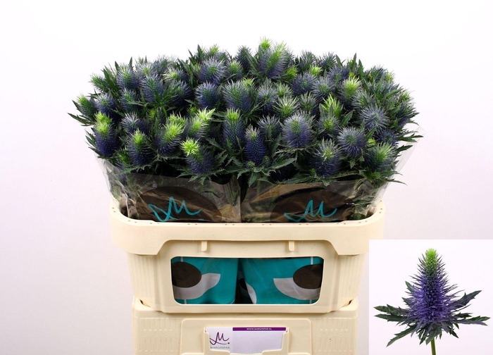 <h4>ERYNGIUM SUPERNOVA ERYN SUPERNOVA Q</h4>