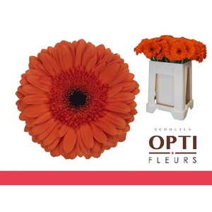 Gerbera Capella Water / Hoes