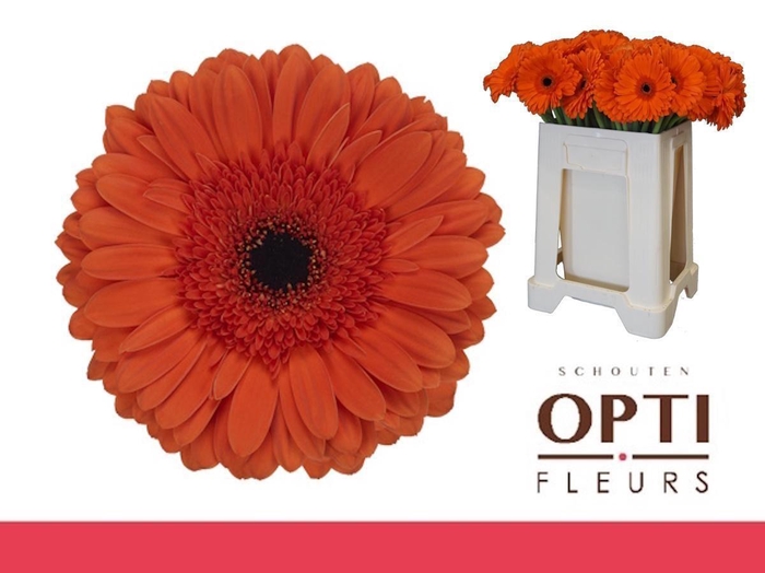 <h4>Gerbera Capella Water / Hoes</h4>