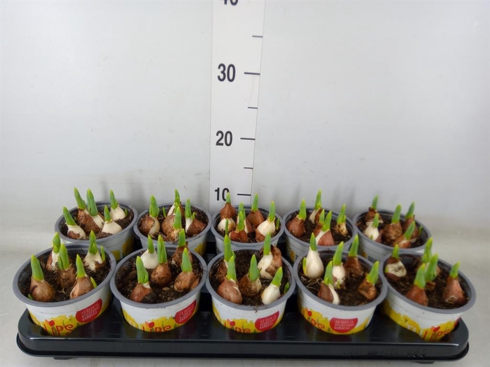 <h4>Tulipa DU 'Yellow Baby'</h4>