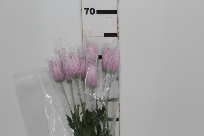 <h4>ANASTASIA CIPRIA 060 CM LILAS</h4>