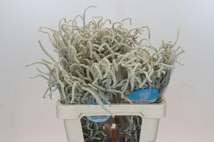 <h4>Amaranthus Yearming Desert</h4>