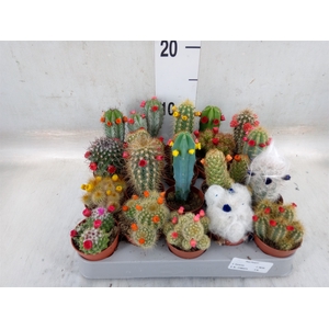 Cactus   ...decorated