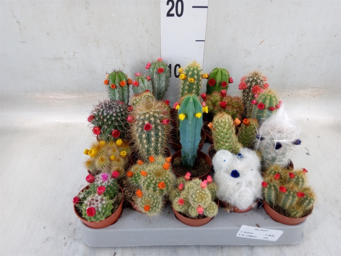 <h4>Cactus   ...decorated</h4>