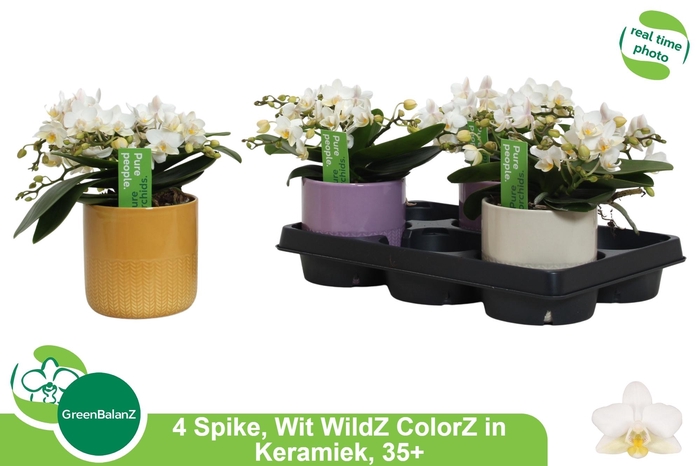 <h4>PHAL OV WIT</h4>