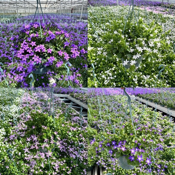 <h4>Campanula Addenda mix Hangpot 3 kleuren Mixlaag</h4>