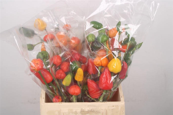 <h4>Capsicum Red Branch!!</h4>