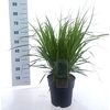 Molinia arundinacea