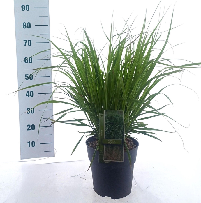 Molinia arundinacea