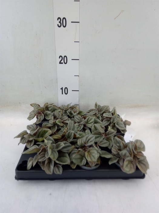 <h4>Peperomia</h4>