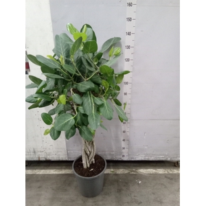 Ficus benghalensis 'Audrey'