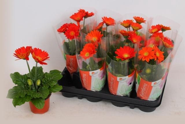 <h4>GER C G ORANJE</h4>