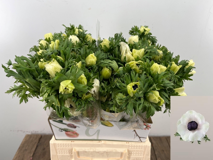 <h4>ANEM CO MAR PANDA</h4>